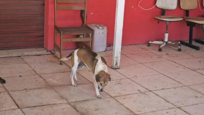 Cachorro raça SRD-ViraLata idade 2 a 6 meses nome Mel