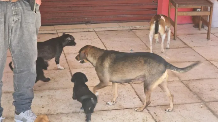 Cachorro raça SRD-ViraLata idade 2 a 6 meses nome Mel