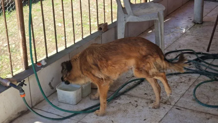 Cachorro raça SRD-ViraLata idade 2 a 6 meses nome Mel