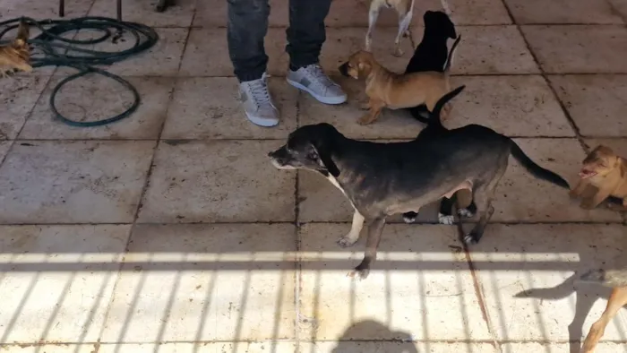 Cachorro raça SRD-ViraLata idade 2 a 6 meses nome Mel