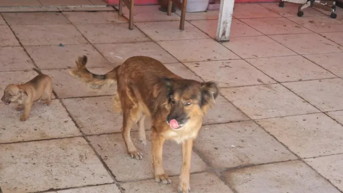 Cachorro raça SRD-ViraLata idade 2 a 6 meses nome Mel