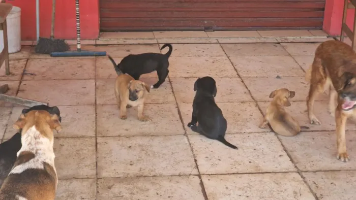 Cachorro raça SRD-ViraLata idade 2 a 6 meses nome Mel