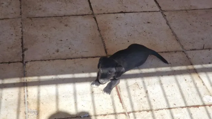 Cachorro raça SRD-ViraLata idade 2 a 6 meses nome Mel