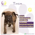 Tintim
