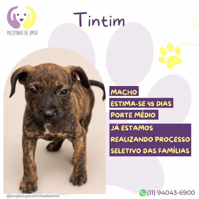 Cachorro raça SRD-ViraLata idade 2 a 6 meses nome Tintim
