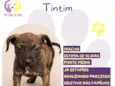 Tintim