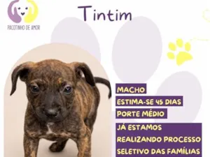 Cachorro raça SRD-ViraLata idade 2 a 6 meses nome Tintim