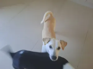 Cachorro raça SRD-ViraLata idade 1 ano nome Sem nome