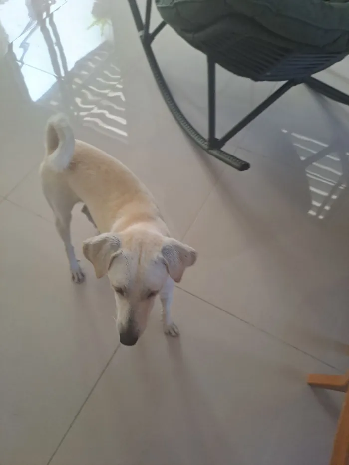 Cachorro raça SRD-ViraLata idade 1 ano nome Sem nome