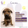Cacau