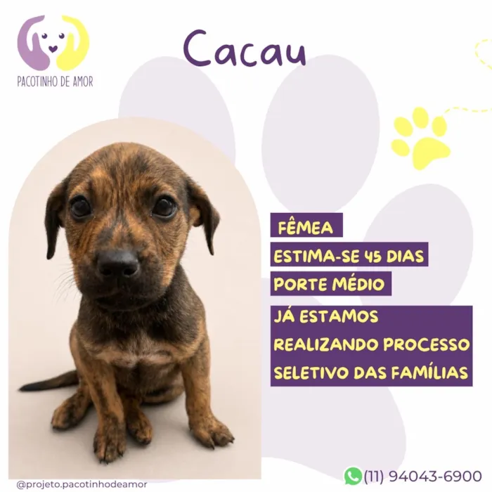 Cachorro raça SRD-ViraLata idade 2 a 6 meses nome Cacau