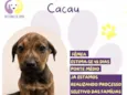 Cacau