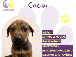 Cachorro raça SRD-ViraLata idade 2 a 6 meses nome Cacau