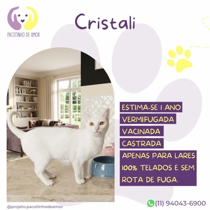 Gato raça SRD-ViraLata idade 1 ano nome Cristali