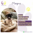 Magno