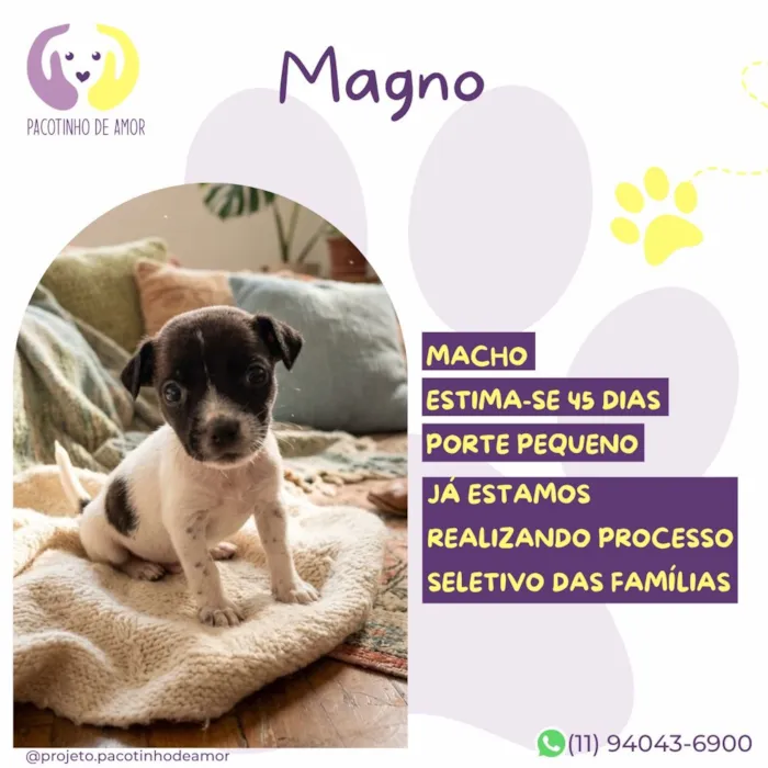 Cachorro raça SRD-ViraLata idade 2 a 6 meses nome Magno