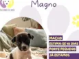 Magno