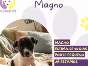 Cachorro raça SRD-ViraLata idade 2 a 6 meses nome Magno