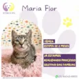 Maria Flor