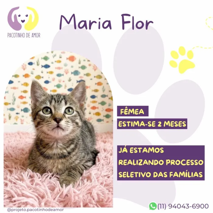 Gato raça SRD-ViraLata idade 2 a 6 meses nome Maria Flor