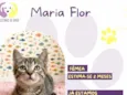 Maria Flor