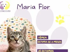 Gato raça SRD-ViraLata idade 2 a 6 meses nome Maria Flor