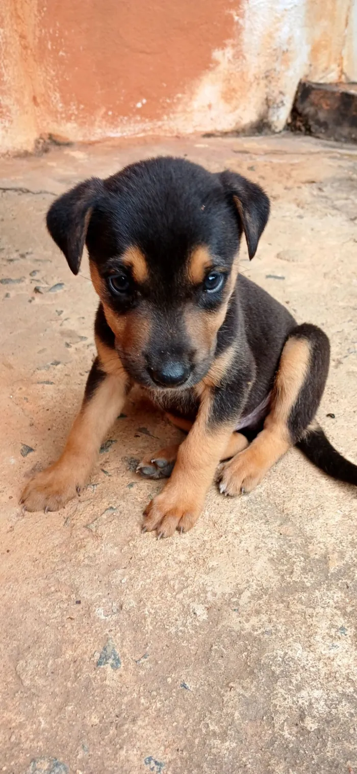 Cachorro raça SRD-ViraLata idade Abaixo de 2 meses nome sem nome por enquanto 