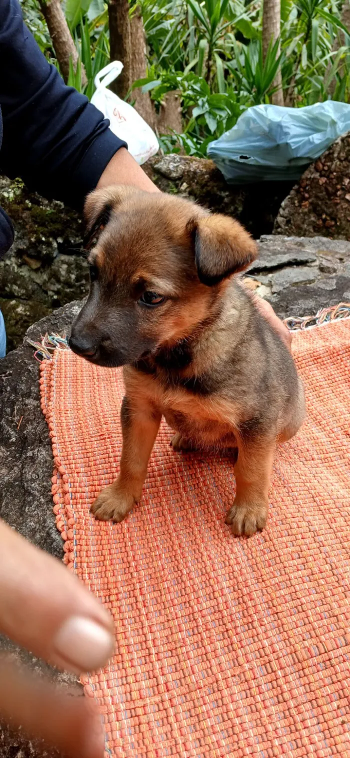 Cachorro raça SRD-ViraLata idade Abaixo de 2 meses nome sem nome por enquanto 