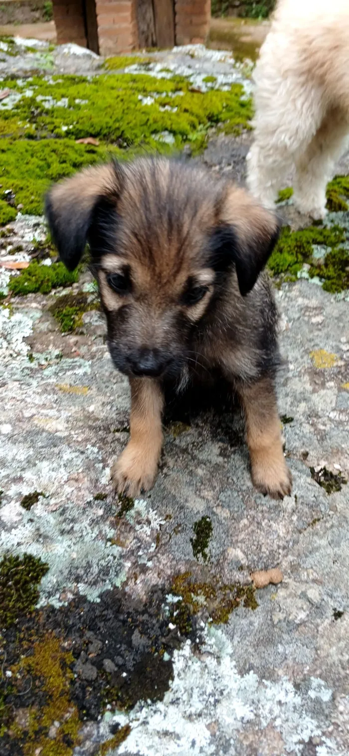 Cachorro raça SRD-ViraLata idade Abaixo de 2 meses nome sem nome por enquanto 