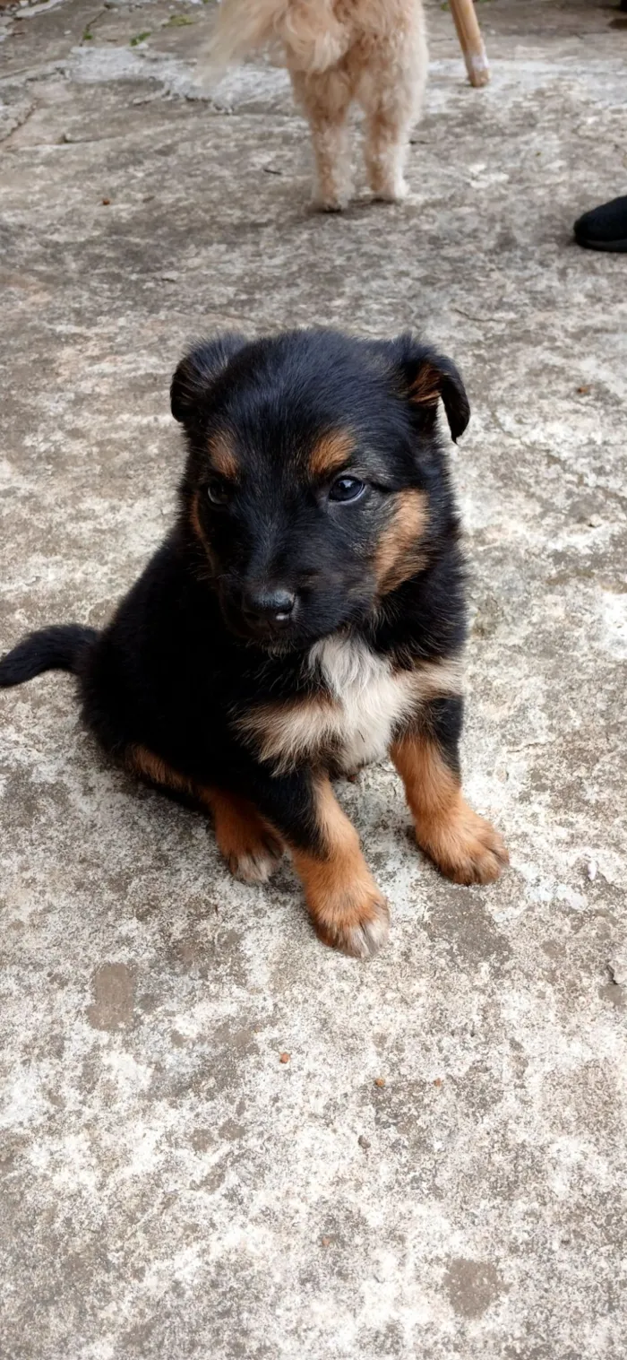 Cachorro raça SRD-ViraLata idade Abaixo de 2 meses nome sem nome por enquanto 