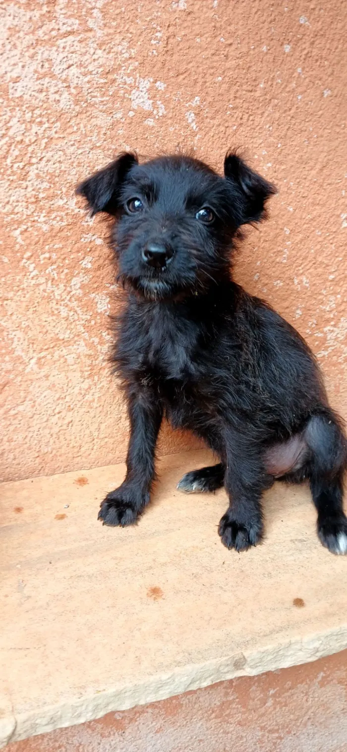 Cachorro raça SRD-ViraLata idade Abaixo de 2 meses nome sem nome por enquanto 