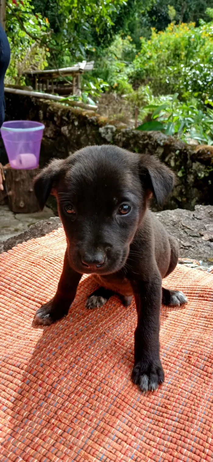 Cachorro raça SRD-ViraLata idade Abaixo de 2 meses nome sem nome por enquanto 
