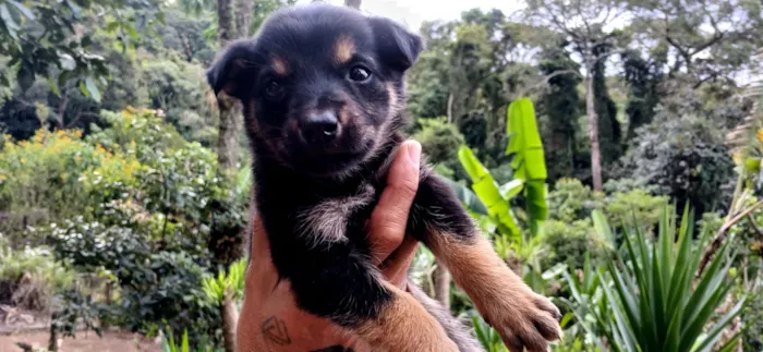 Cachorro raça SRD-ViraLata idade Abaixo de 2 meses nome sem nome por enquanto 