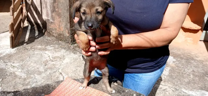 Cachorro raça SRD-ViraLata idade Abaixo de 2 meses nome sem nome por enquanto 