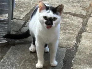 Gato raça SRD-ViraLata idade 2 a 6 meses nome Gigi