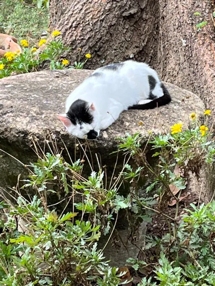 Gato raça SRD-ViraLata idade 2 a 6 meses nome Gigi