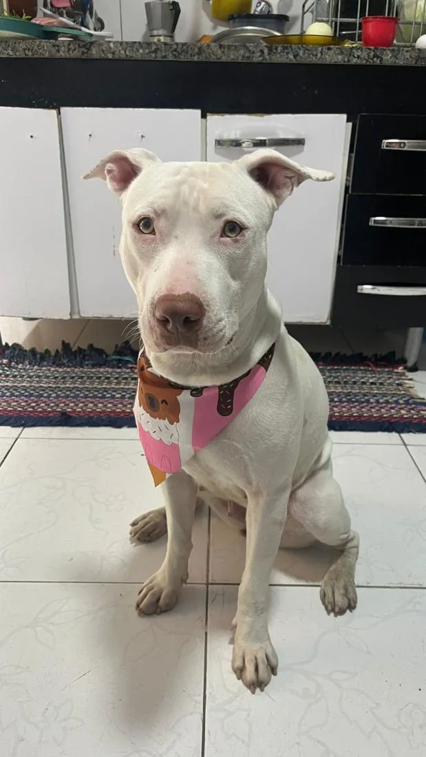 Cachorro raça Pit-Bull idade 2 anos nome Pandora