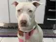 Pandora