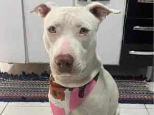 Cachorro raça Pit-Bull idade 2 anos nome Pandora