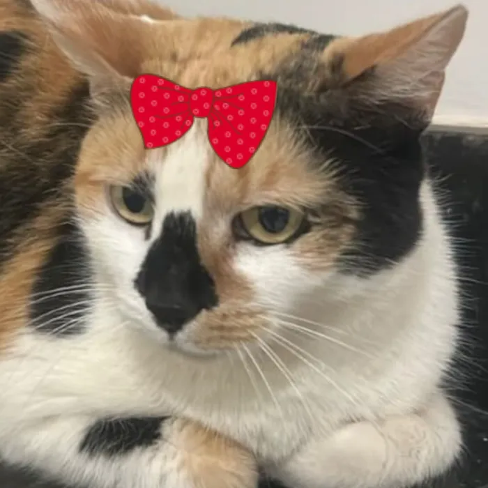 Gato raça SRD-ViraLata idade 6 ou mais anos nome Sabrina 