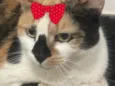 Sabrina 