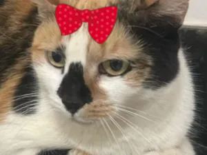 Gato raça SRD-ViraLata idade 6 ou mais anos nome Sabrina 