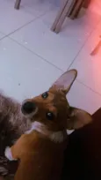 Mel