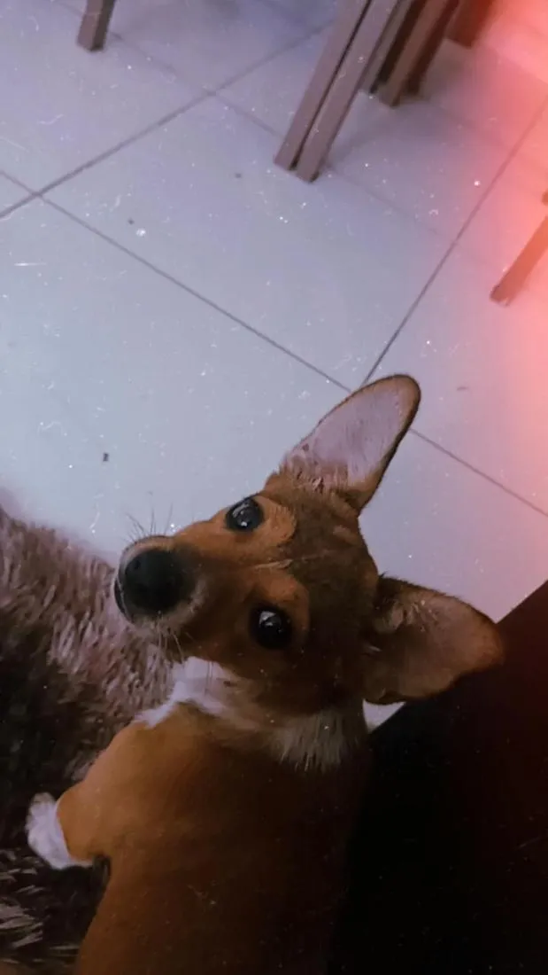 Cachorro raça SRD-ViraLata idade 1 ano nome Mel