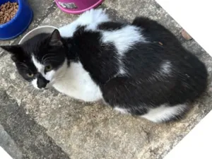 Gato raça SRD-ViraLata idade 2 a 6 meses nome Duas Caras