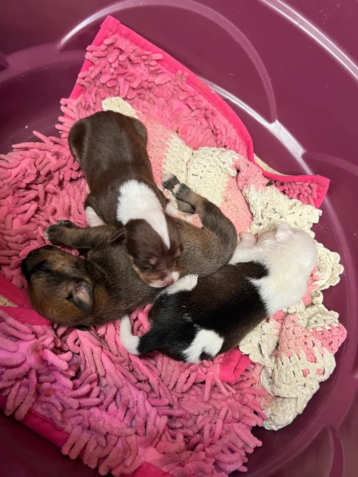 Cachorro raça SRD-ViraLata idade Abaixo de 2 meses nome cachorro 