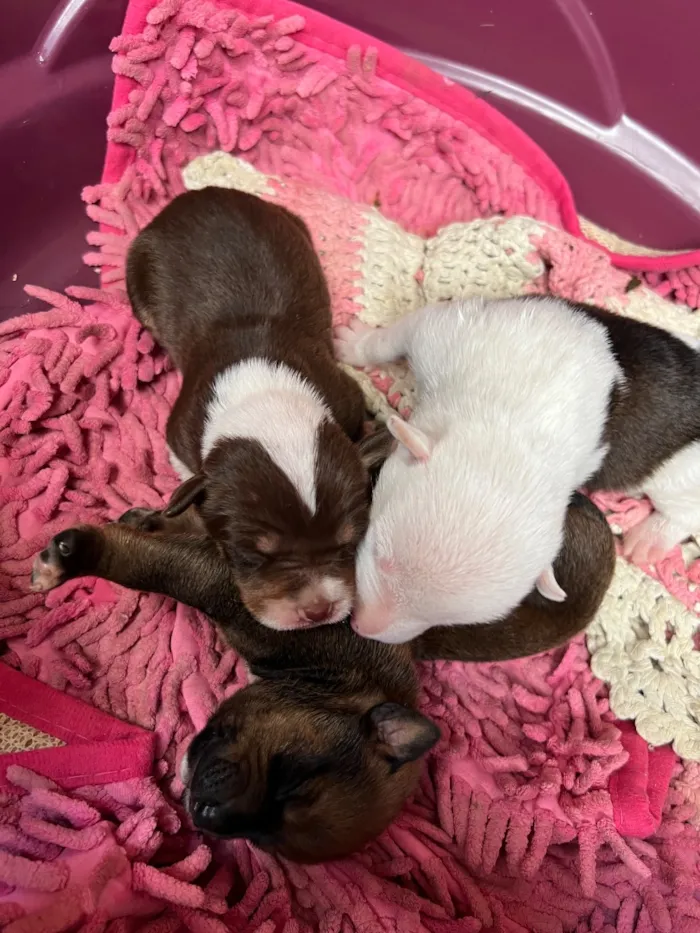 Cachorro raça SRD-ViraLata idade Abaixo de 2 meses nome cachorro 