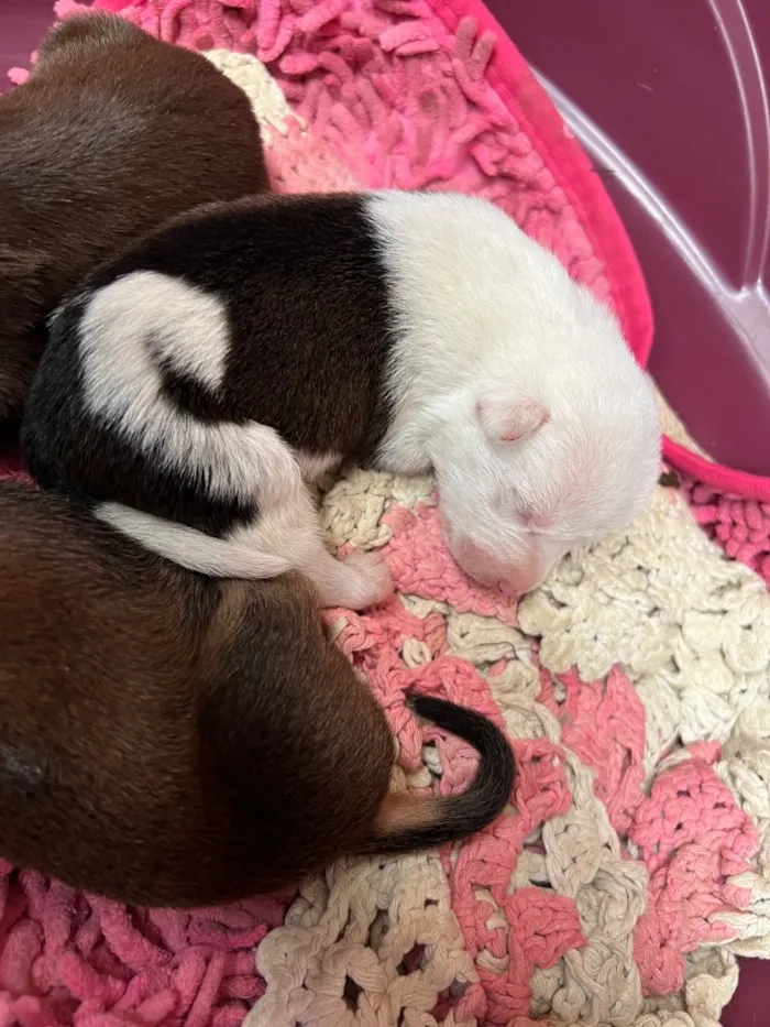 Cachorro raça SRD-ViraLata idade Abaixo de 2 meses nome cachorro 