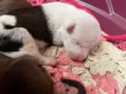cachorro 