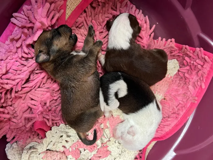 Cachorro raça SRD-ViraLata idade Abaixo de 2 meses nome cachorro 